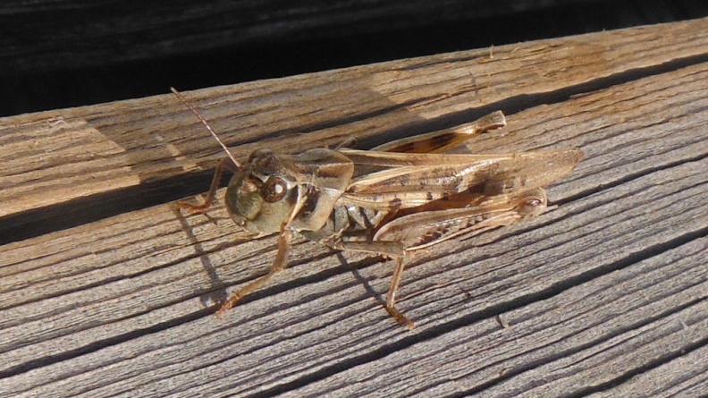 2024-09-16 17.59.32 Differential Grasshopper (Melanoplus differentialis)